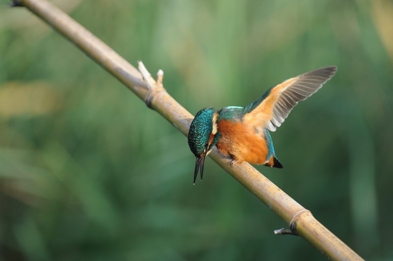 Avifauna humor